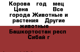 Корова 1 год 4 мец › Цена ­ 27 000 - Все города Животные и растения » Другие животные   . Башкортостан респ.,Сибай г.